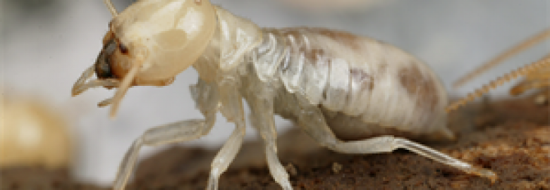 Termite Control Melbourne